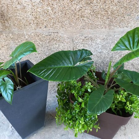 קארבאינו Piso Villa Aurora מראה חיצוני תמונה